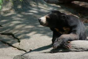 A black bear photo I shot while accompanying Karen to the zoo with the children she babysits.
