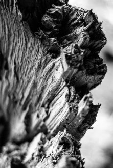 I found a split tree while were hiking and wanted to emphasize the textures in post using high contrast black and white.